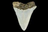 Serrated, Juvenile Megalodon Tooth - Indonesia #149892-1